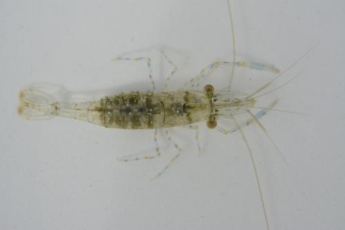 Réf. 211 632 : Palaemon longirostris